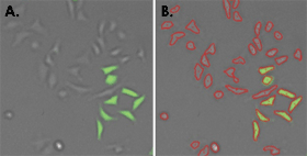 Fluorescence-assays gfp transfection