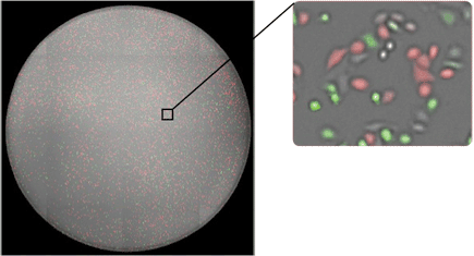 Fluorescence assays proteins