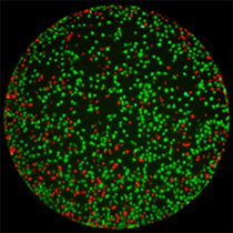 Fluorescence live dead staining