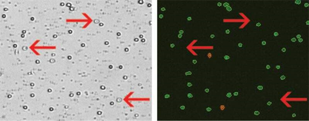 fluorescent-primary