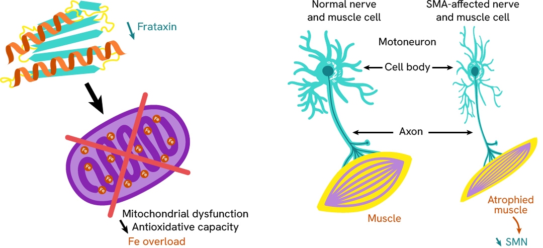 friedreichs-ataxia-and-spinal-muscular-atrophy-1080