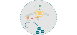 gain-in-accuracy-by-optimizing-your-gs-coupled-gpcr-assays