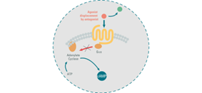 gain-in-accuracy-by-optimizing-your-gs-coupled-gpcr-assays