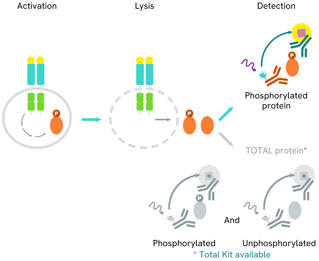 Principle of the HTRF Phospho Y1604 ALK assay