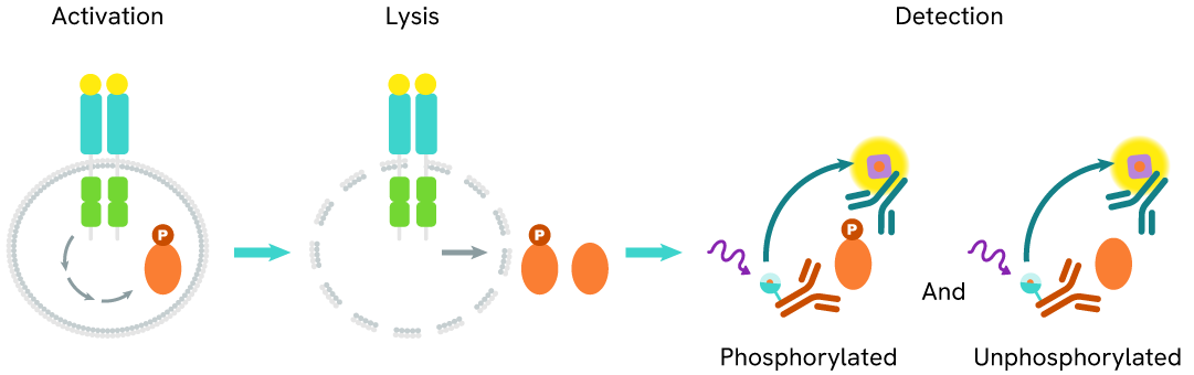 Principle of the HTRF Total DDR1 assay