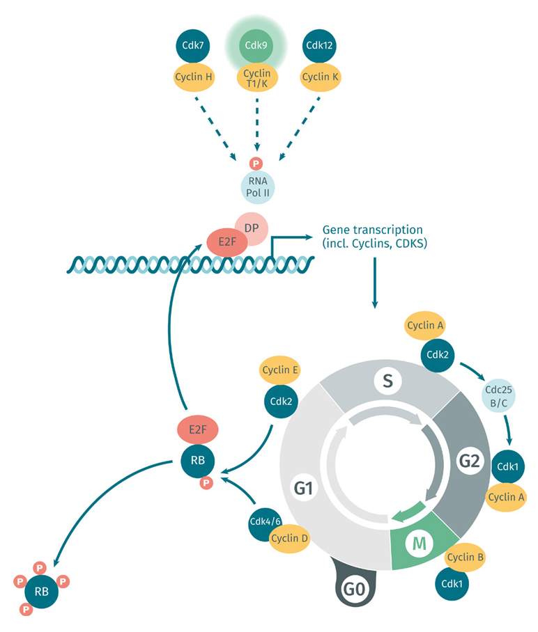 genome-instability-and-mutation.jpg