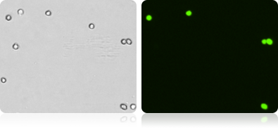 Bright Field and Fluorescent COS-7 Cell Images