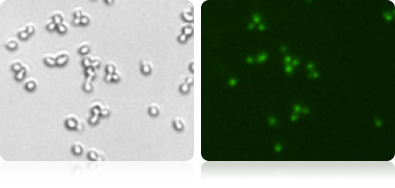 GFP expression in yeast 