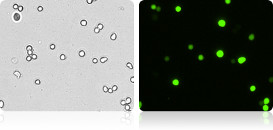 Brightfield and Fluorescent 293T Cell Images