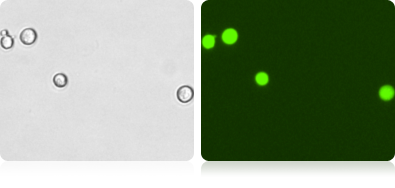 Brightfield and Fluorescent H1299 Cell Images