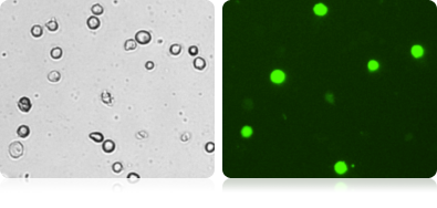 Brightfield and Fluorescent HeLa Cell Images