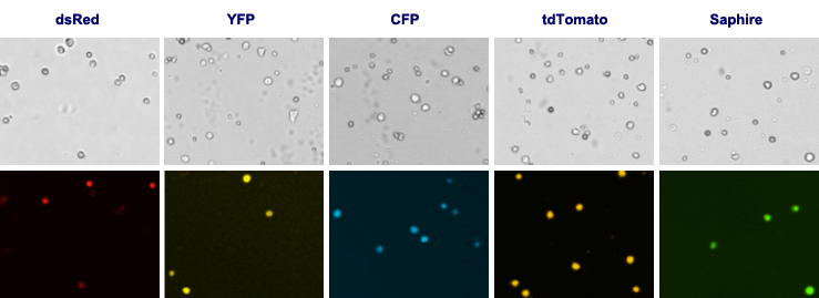 Other Fluorescent Proteins