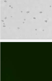 gfp positive cells - control