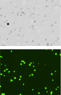 gfp positive cells sample 1