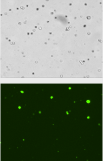 gfp positive cells sample 2