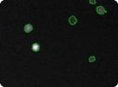 Transfected Mouse Embryonic Feeder Cells