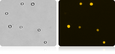 Brightfield and Fluorescent RWPE-1 Cell Images