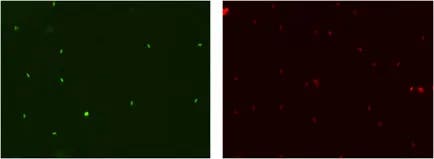 Goat semen fluorescent images