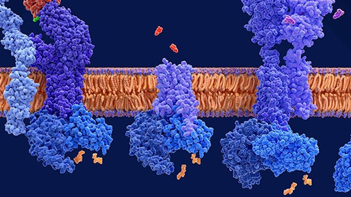 gpcr research reagents