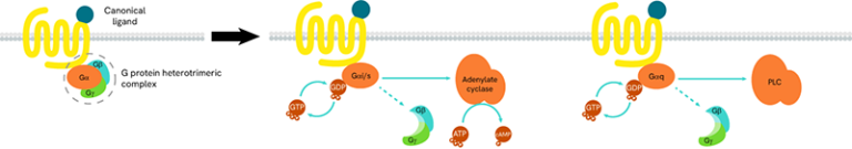 gprotein-activation-image1_800.png