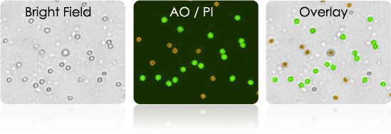 Harvested Splenocytes Stained with AOPI