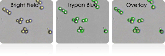 HEK 293 Cells Stained with Trypan Blue