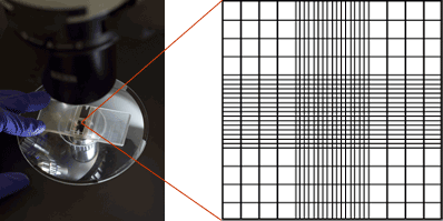 hemacytometer-cell-counting-grid