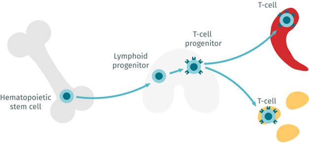 how-to-isolate-naive-cd4-mouse-t-lymphocytes-image1.png