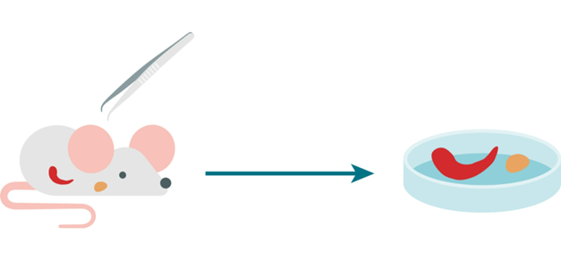 how-to-isolate-naive-cd4-mouse-t-lymphocytes-image2.png