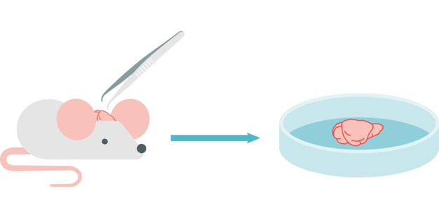 how-to-master-htrf-phospho-assays-on-brain-samples-image2.png