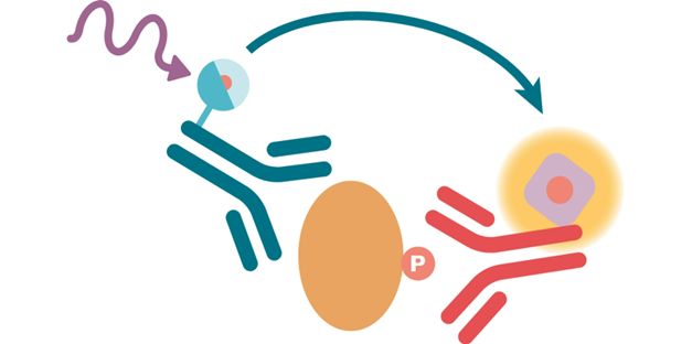 how-to-master-htrf-phospho-assays-on-brain-samples-image4.png