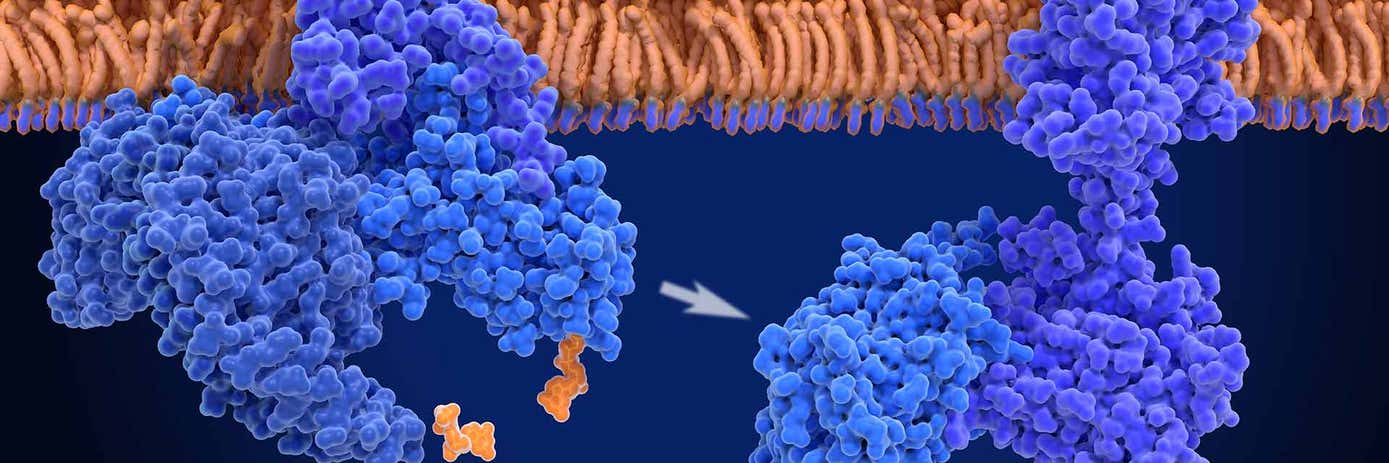 How to run a cAMP HTRF assay