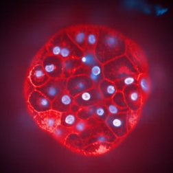 human-liver-microtissues-red-252x252