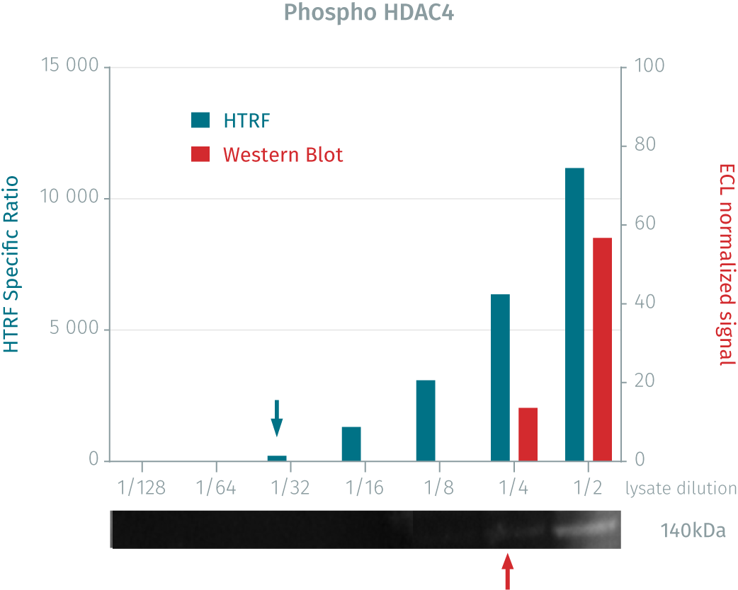 human-mouse-phospho-hdac4-detection-kit