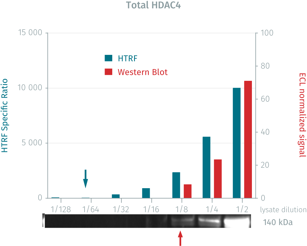 human-mouse-total-hdac4-detection-kit