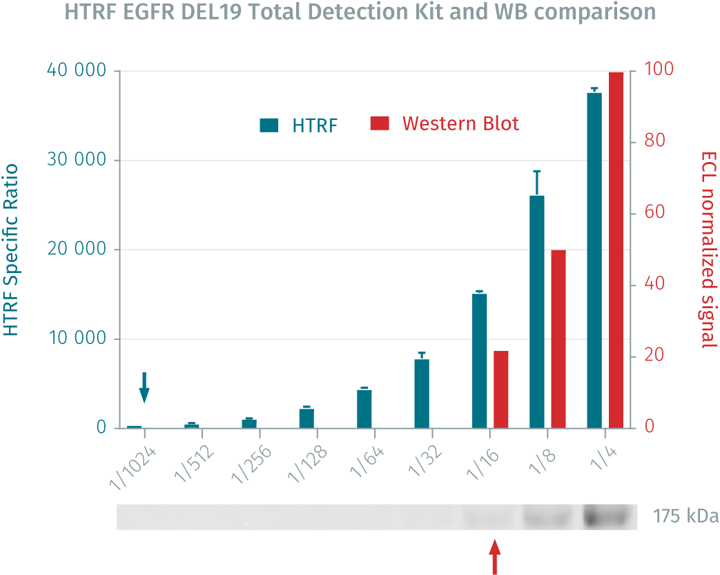 human-total-egfr-ex19del-detection-kit