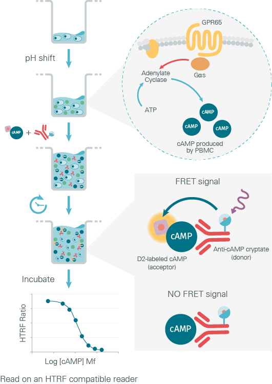 ibd-research-htrf-gpr65-functional-assay-principle-using-htrf-camp-kit