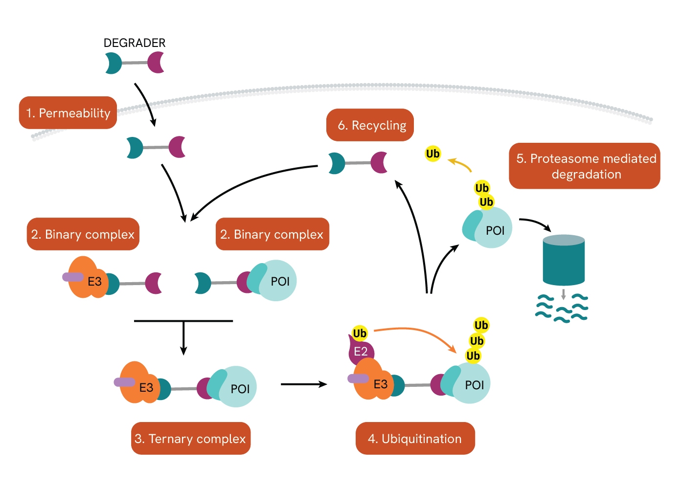 image-1-protac-mechanism-800-px