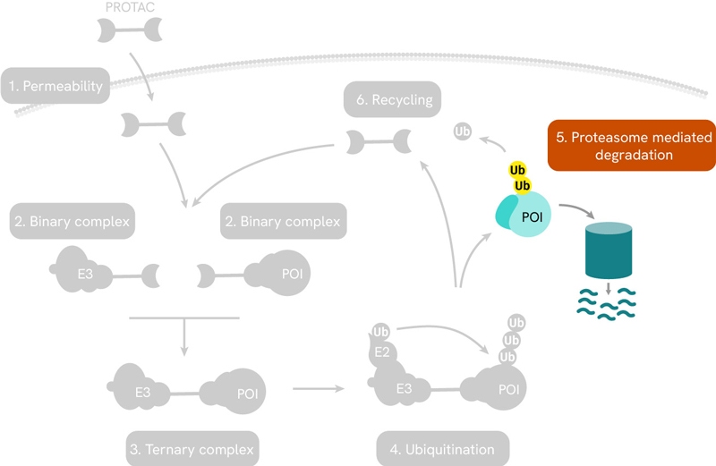 image-10-protac-mechanism-proteasome-800px