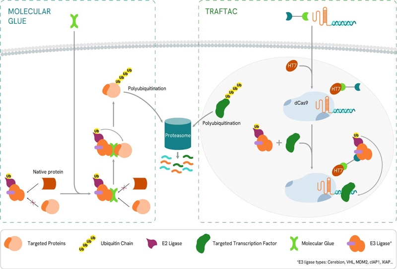 image-12-traftac-and-molecular-glues-800px