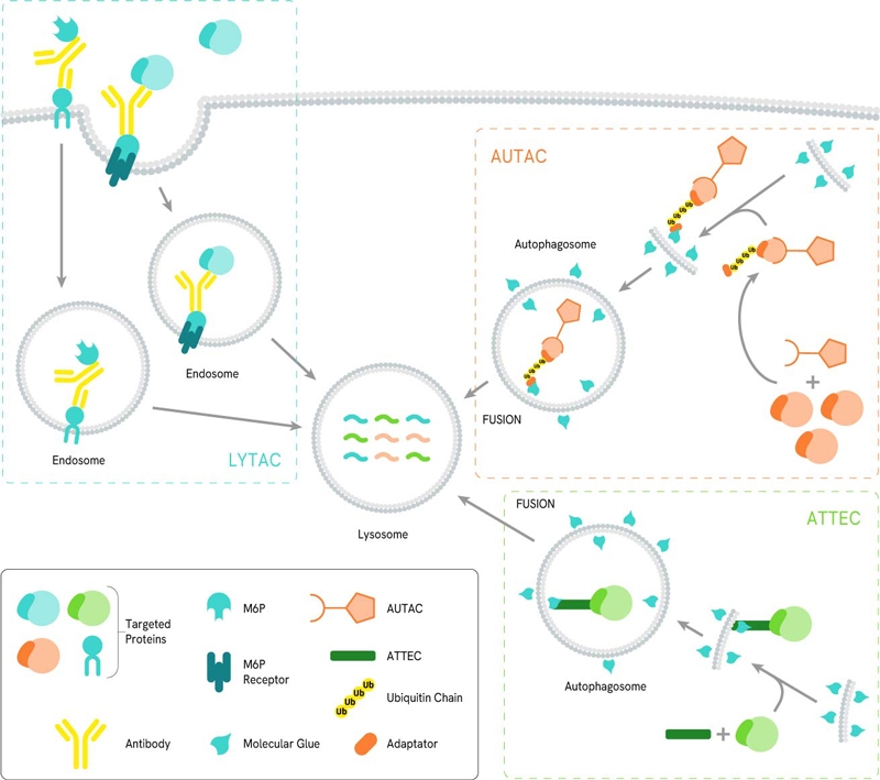 image-13-autophagy-lysosomal-system-800px