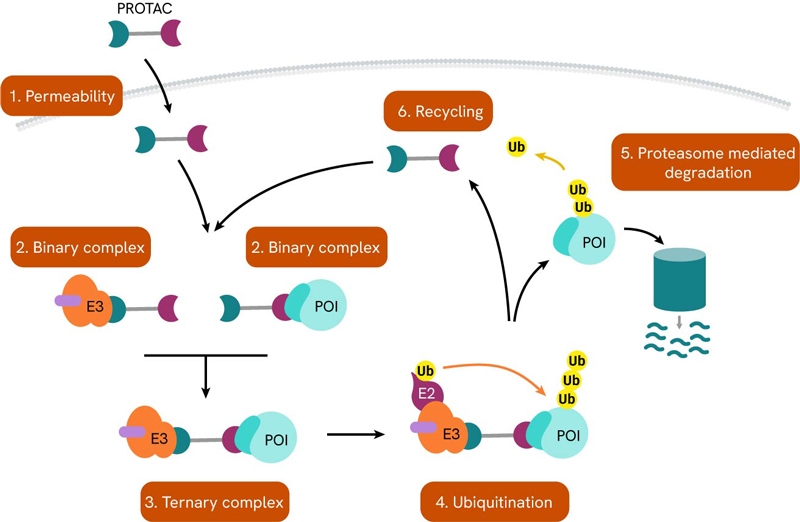 image-2-protac-mechanism-800px