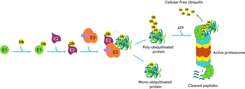 image-5-ubiquitin-e3-ligase-role-800p