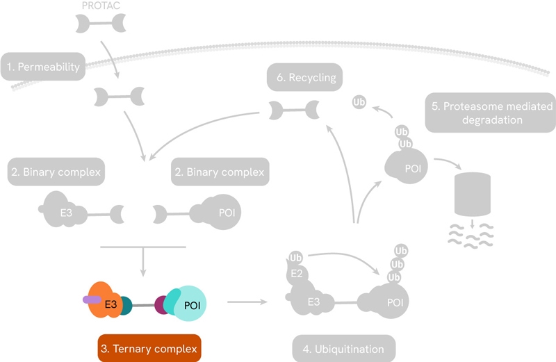 image-7-protac-mechanism-ternary-complex-800px