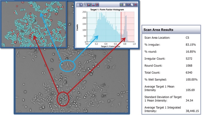 image cytometry morphology analysis 