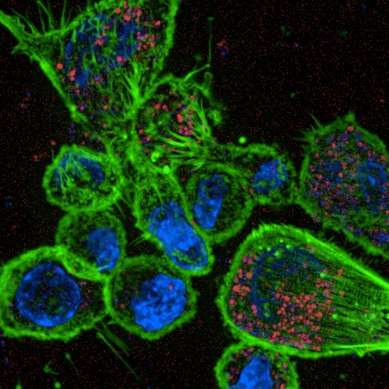 Macrophages