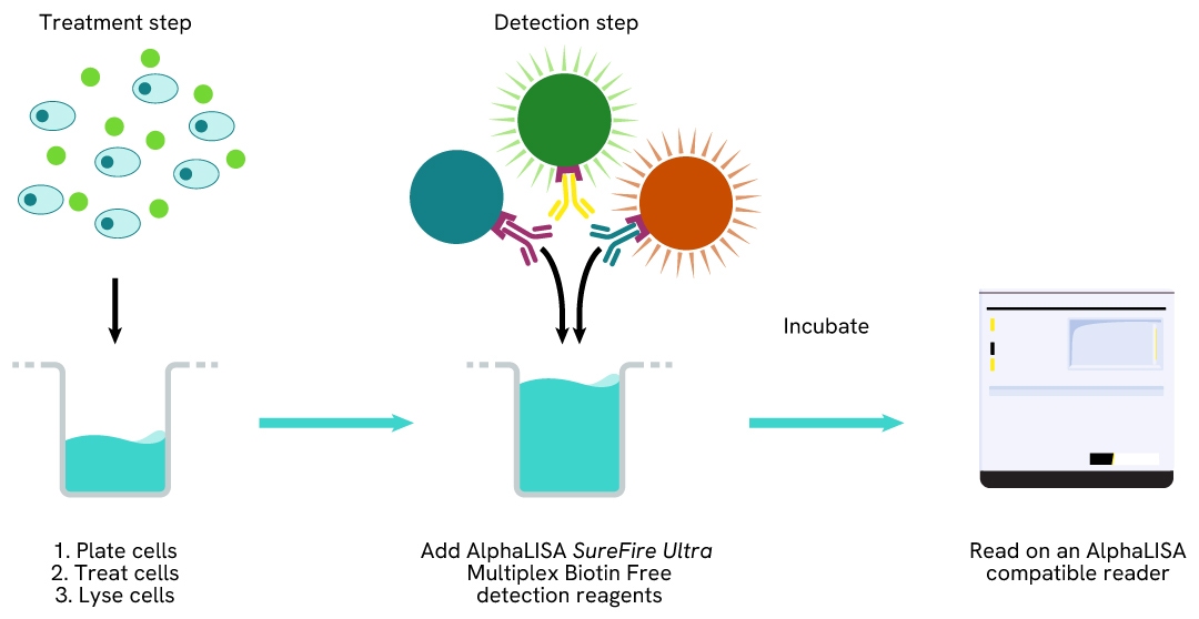 Multiplex SureFire Ultra Biotin Free one-plate assay protocol