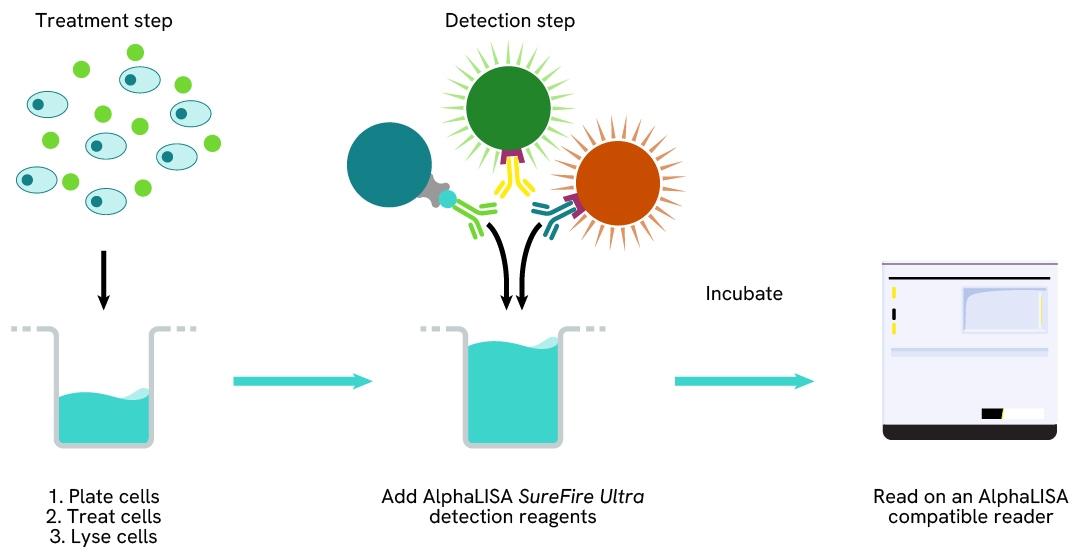 AlphaLISA SureFire Ultra Multiplex Human Phospho-STAT6 (Tyr641