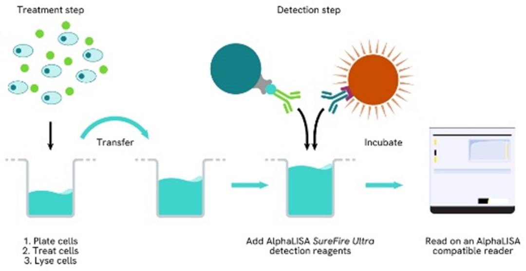 2 plates assay protocol AlphaLISA Surefire Ultra Total assay