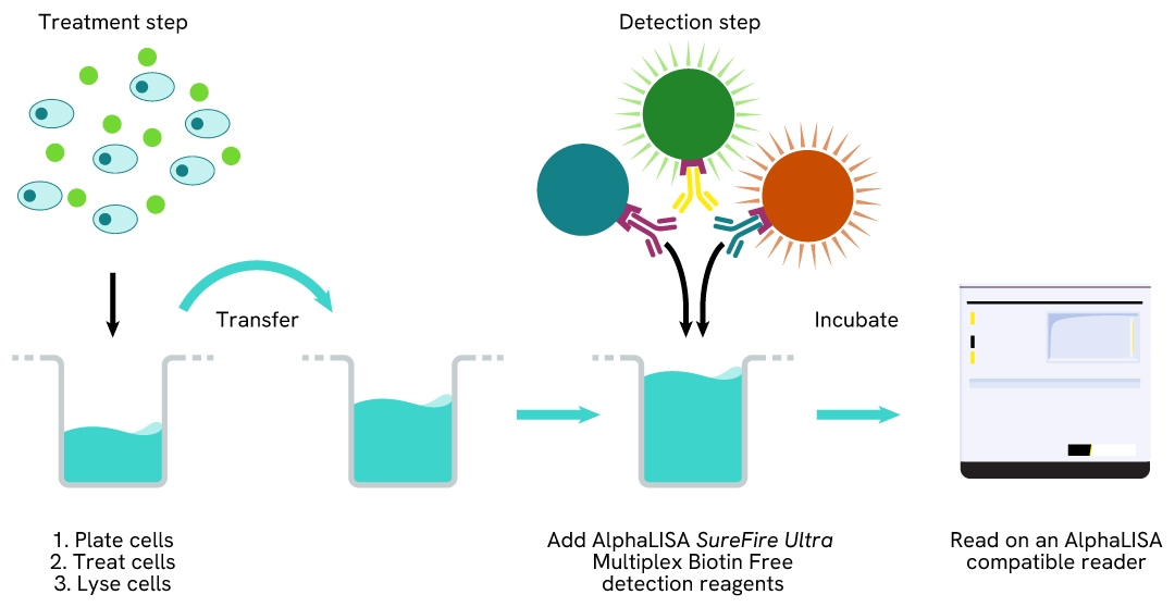 Multiplex SureFire Ultra Biotin Free two-plate assay protocol